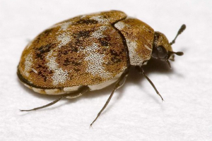 Музей помилок - шкідник цінних експонатів Музей помилок - шкідник цінних експонатів